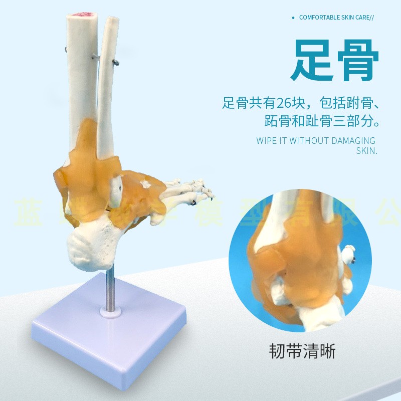 人体足骨骨骼模型  一比一比例成人人体脚关节功能带韧带模型