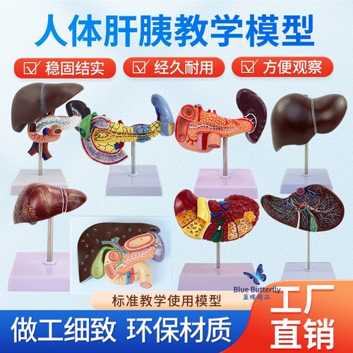 蓝蝶模型肝胰胆囊十二指肠肝解剖