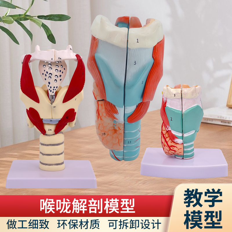 2倍放大咽喉模型喉解剖发音练习喉甲状腺喉结喉头喉咙 教学仿真