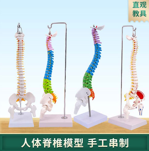 蓝蝶模型脊柱颈椎胸椎腰椎尾骨