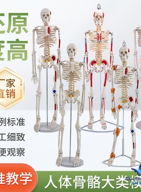 85cm人体骨骼模型170cm全身成人骨架人体模型小骷髅教学脊椎模型