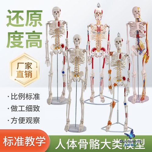 蓝蝶模型人体骨骼骷髅骨架脊椎