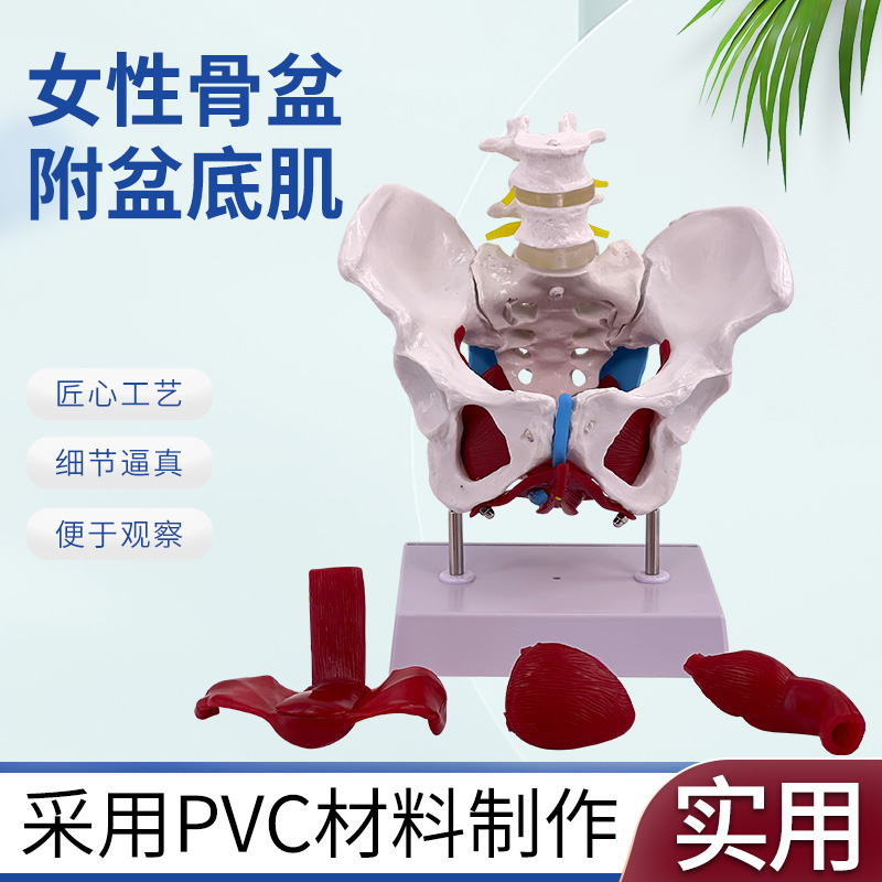 蓝蝶女性盆底肌肉修复骨盆可活动