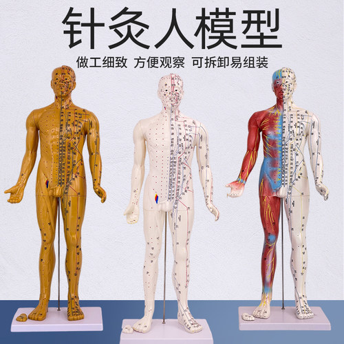 蓝蝶80cm170cm针灸穴位经络人体