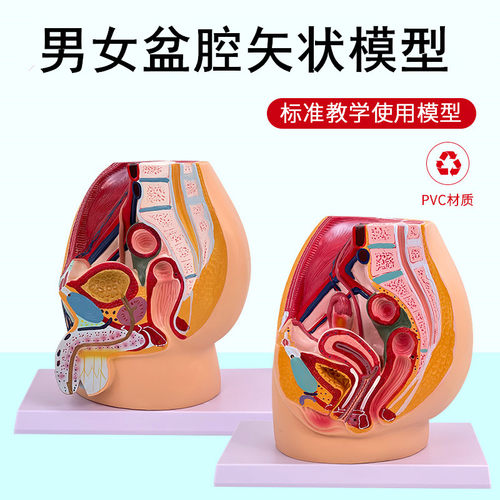 蓝蝶模型男女盆腔生殖矢状解剖