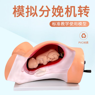 高级分娩机转示教模型 生产分娩演示过程教学 医学护理教学生产