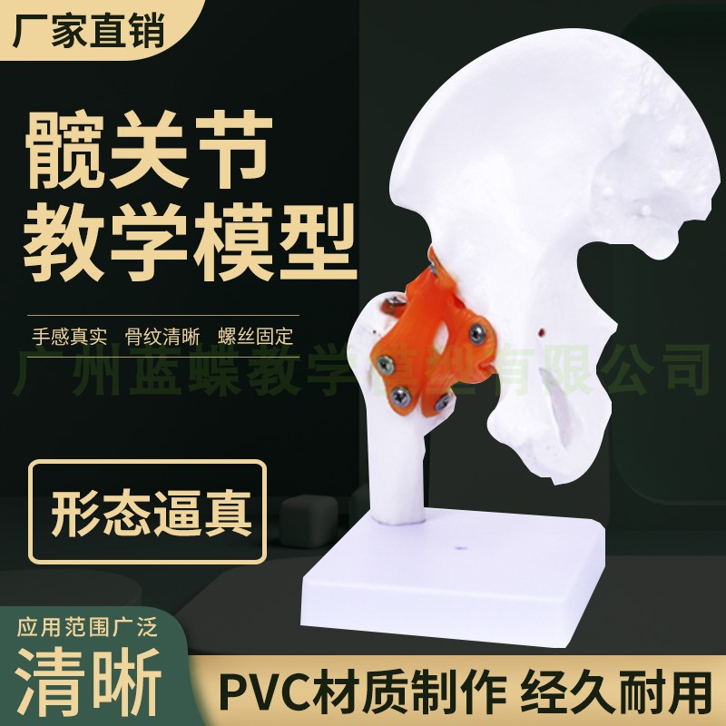 蓝蝶模型人体髋关节附韧带