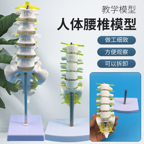 蓝蝶模型五节腰椎带尾骨腰椎盘