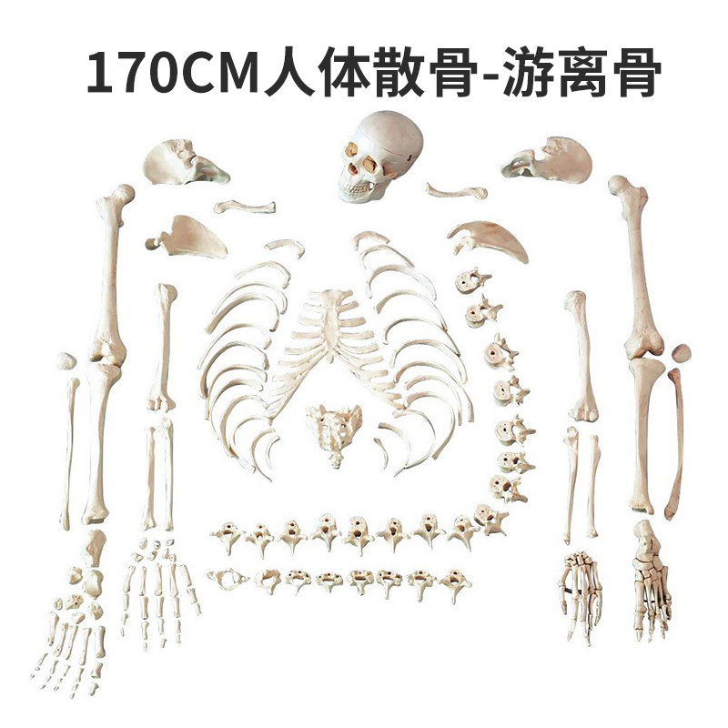 人体骨骼模型散骨170cm成人散骨医学骨架教学人骨游离人体骨骼_虎窝淘