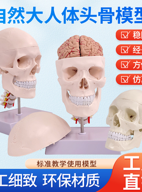 成人1：1医学仿真人体头骨模型头颅骨解剖 白色头骨带颈椎脑解剖