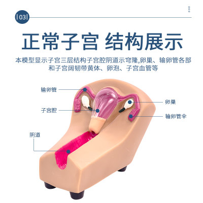 训练模型人体模型蓝蝶教学