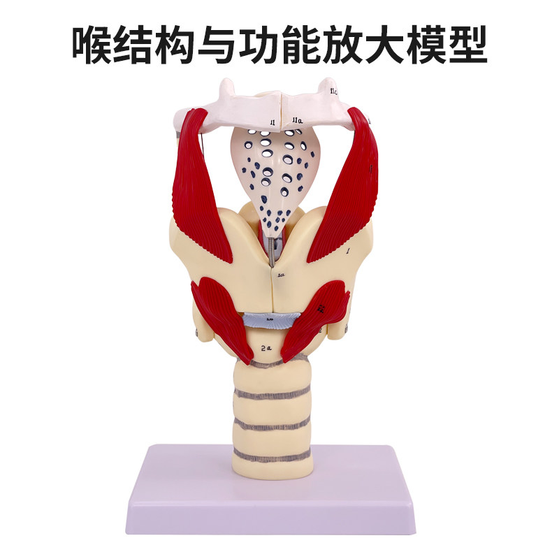 蓝蝶教学喉解剖模型发音练习喉