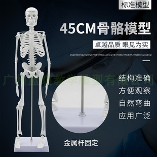 45CM 全身骨架模型成人小骷髅教学模型脊椎模型 85cm人体骨骼模型