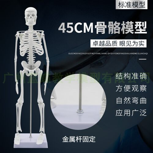 蓝蝶45cm人体迷你骨骼模型骨架