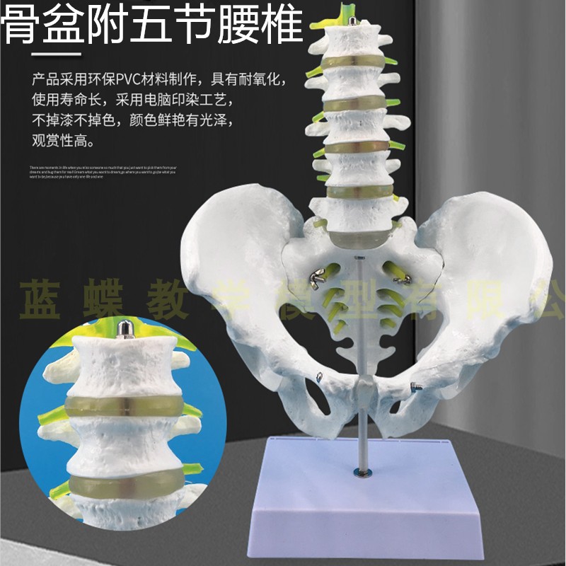 五节腰椎带骨盆模型  腰椎 自然大男性盆骨带五节腰椎脊椎模型