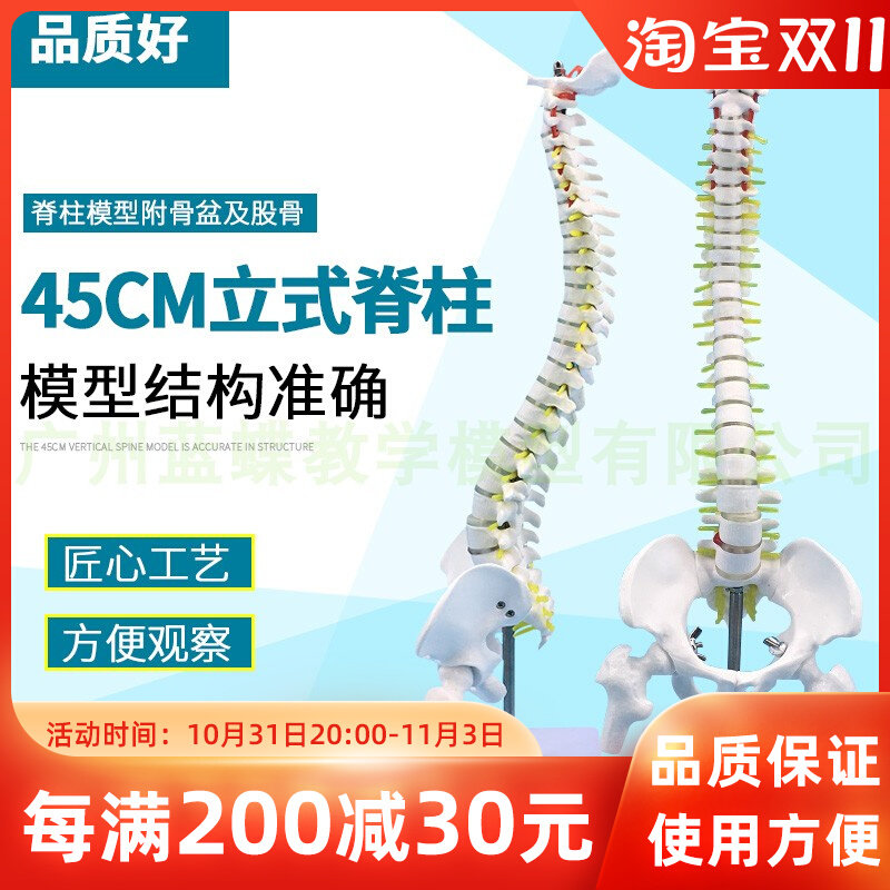 仿真人体脊柱骨骼脊椎模型 成人1:1带K颈椎胸椎尾椎椎骨骨盆模型