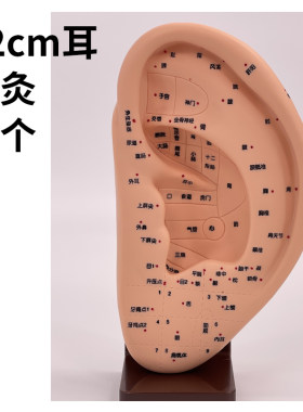蓝蝶22cm耳朵针灸穴位带底座厂家