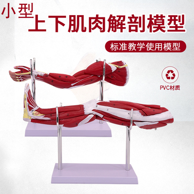 蓝蝶上下肢肌肉解剖模型分解教学