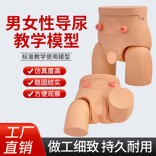 蓝蝶模型高级男女性导尿灌肠训练