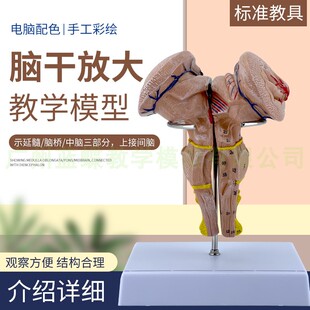 脑干放大模型 脑干模型 脑干解剖模型大脑模型脑动模型脉大脑模型