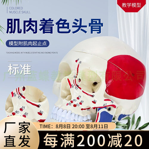 医学标准骷髅 头骨附肌肉起止点 头颅G骨标本模型 肌肉着色 彩色