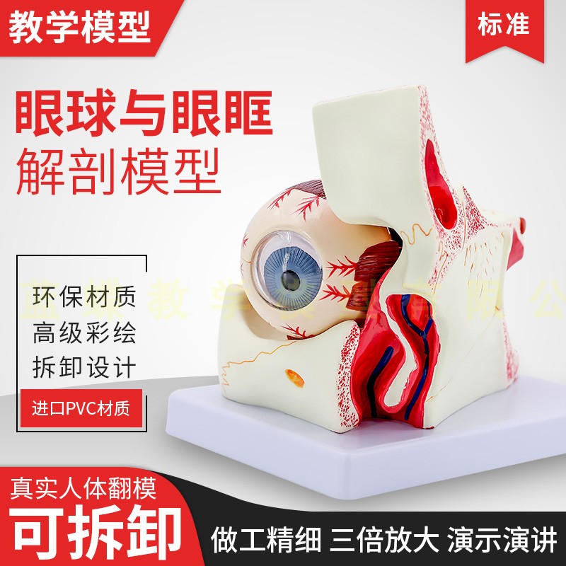 蓝蝶模型眼球与眼眶解剖模型教学