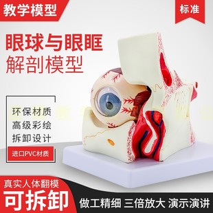 眼球模型眼球与眼眶放大模型解剖眼睛眼外肌模型结构造示教学医学
