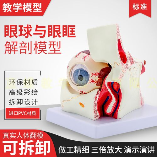 蓝蝶模型眼球与眼眶解剖模型教学