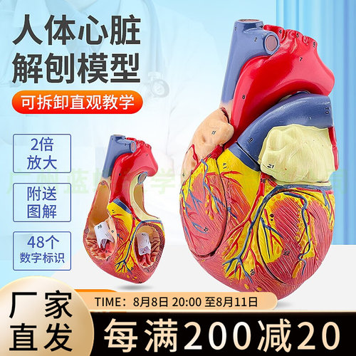 2倍放大心脏解剖模型 彩超心脏标本G 心脏模型 人体心脏结构模型