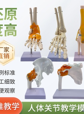 人体膝关节模型肩关节肘关节手关节脚关节髋关节模型1:1骨骼模型