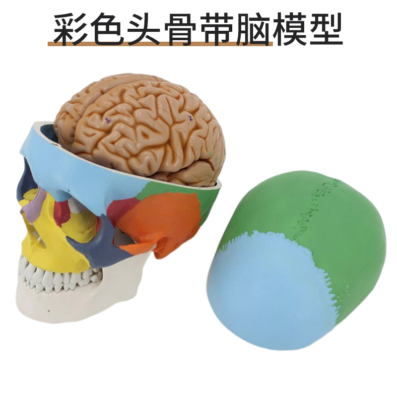 1比1真人大小彩色头骨模型颅骨解剖医用整形美容口腔牙科颅脑解剖_虎窝淘