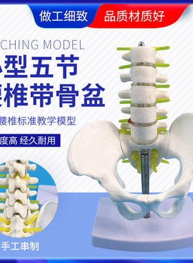 蓝蝶五节腰椎带骨盆骨骼模型教学