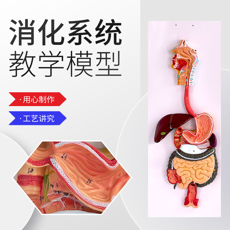 蓝蝶人体消化系统胃解剖大肠