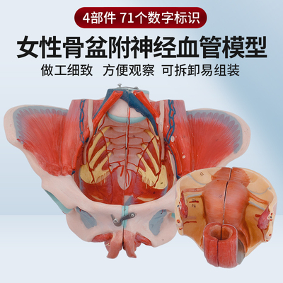 蓝蝶模型女性骨盆盆底肌神经血管