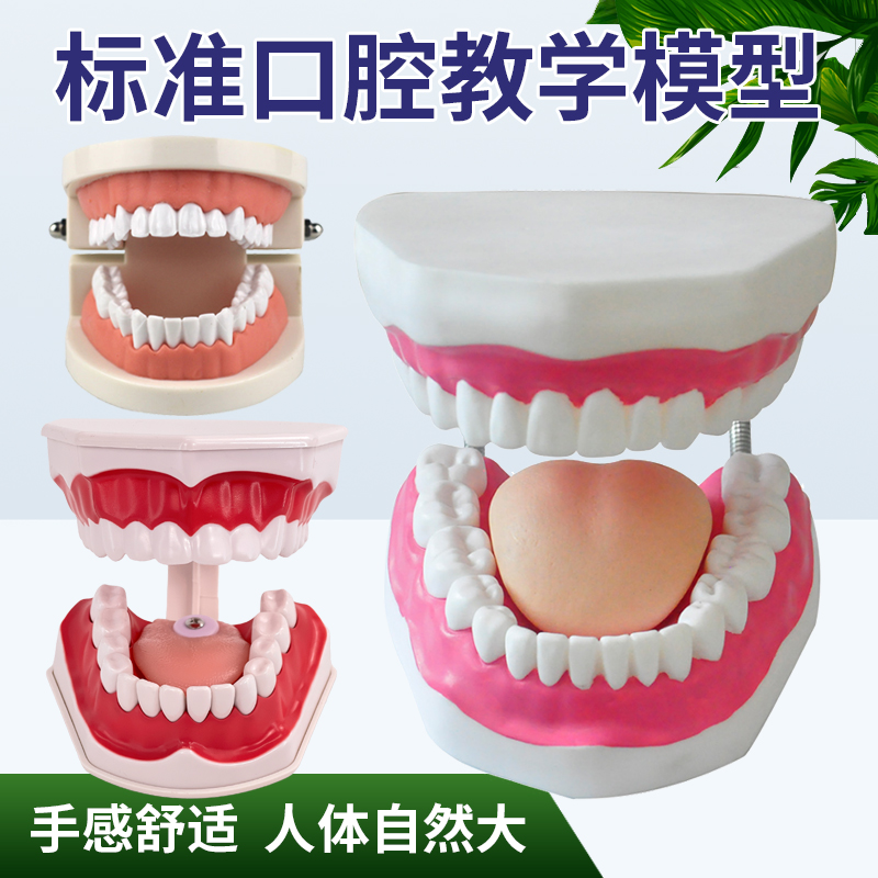 牙齿模型口腔蓝蝶教学