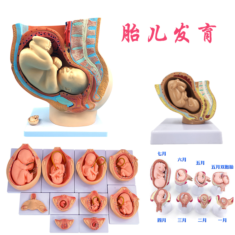 女性盆腔妊娠九个月模型