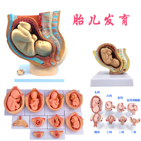 妇科女性盆腔附足月胎儿模型 妊娠发育九个月胎儿子宫生殖模型