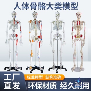 人体骨骼模型170cm韧带肌肉起止点神经结构可拆卸医学用骨架178CM
