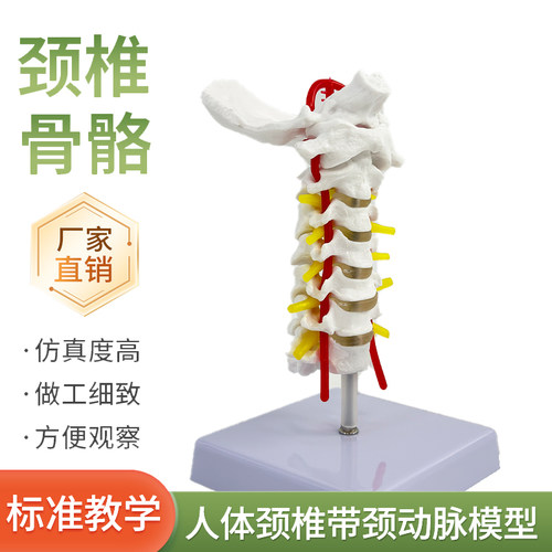 人体7节颈椎带颈动脉模型蓝蝶