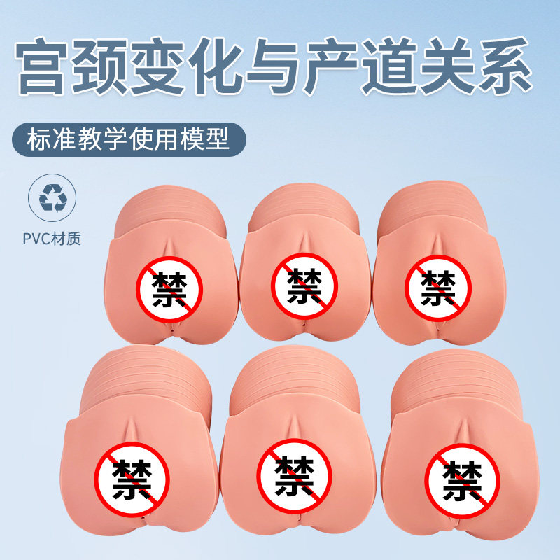 产前宫颈变化人体模型蓝蝶教学