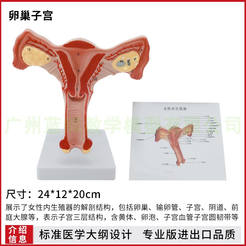 卵巢阴道子宫模型 女性内外生殖器官模型 生殖科妇科医学演示 玩具/童车/益智/积木/模型 其他模型玩具 原图主图