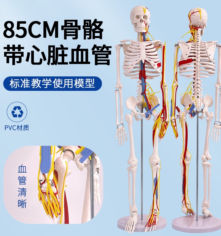 蓝蝶骨骼模型人体血管心脏分布