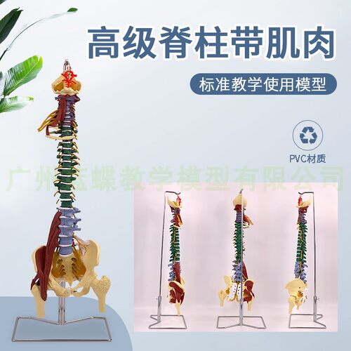 蓝蝶模型人体脊椎彩色肌肉分布
