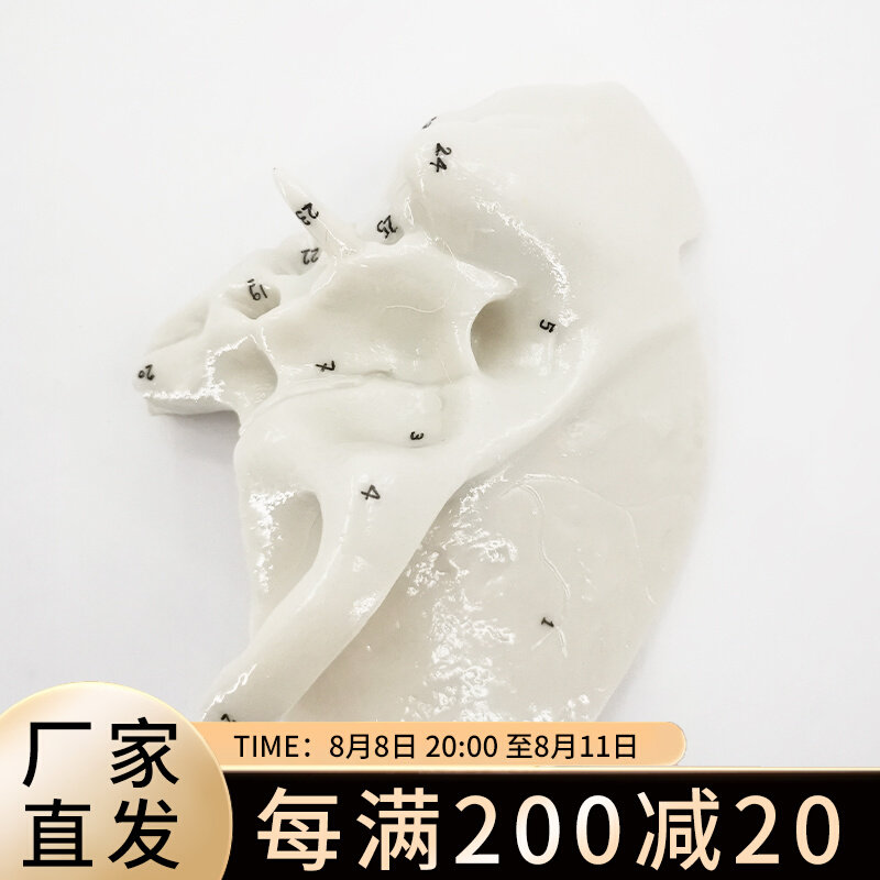 颞骨放大模型 j骨骼模型 人体骨骼解剖模型 骨科 医学骨骼标本