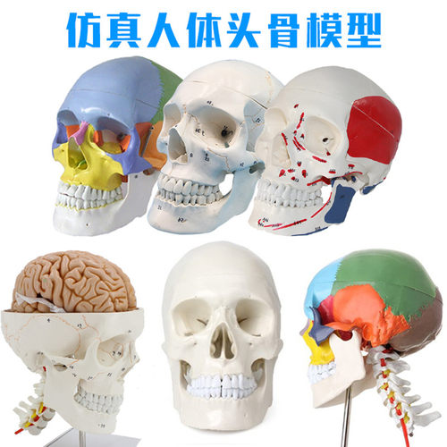 蓝蝶头骨1：1可拆卸3件骷髅道具