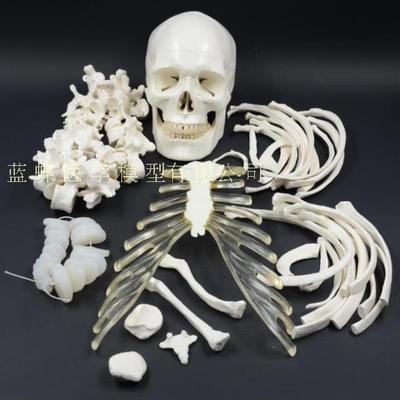 1:1大小仿真全身n人体散骨骨骼模型游离骨骷髅骨架X骨骸医用美术