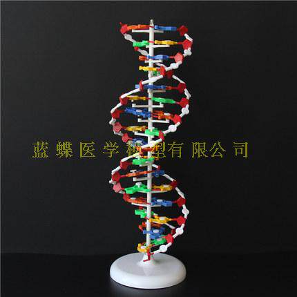 蓝蝶大号DNA结构模型双螺旋结构