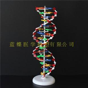 DNA结构模型 大号 双螺旋结构 高中生物 教学仪器