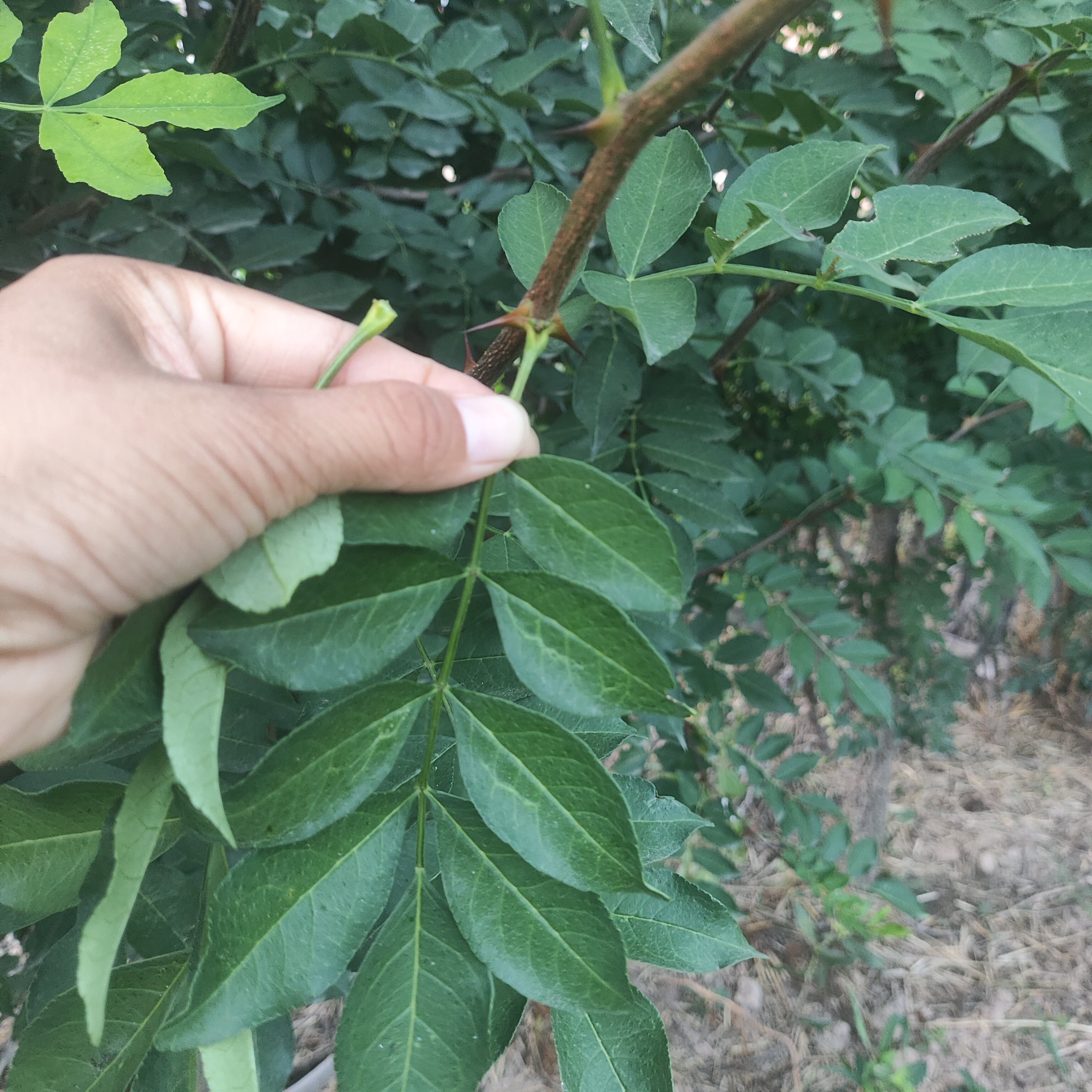 现摘现发药食同源烘焙花椒叶泡水