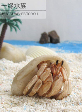 【陆地寄居蟹】橙色/尺寸2-3CM活体宠物灰白品种桌面微宠买三送一